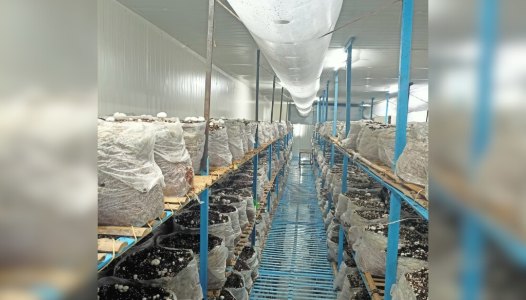 PUF Panels Mushroom Growing Chamber