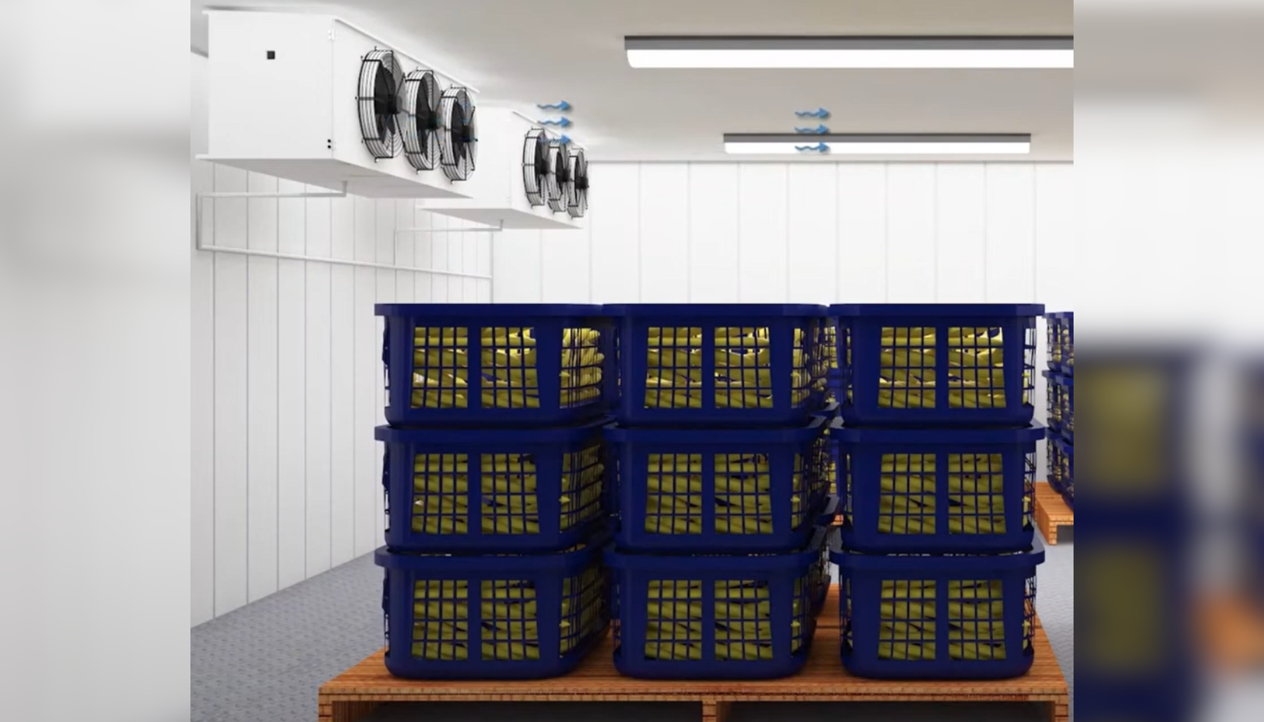 PUF Panel Banana Ripening Chambers
