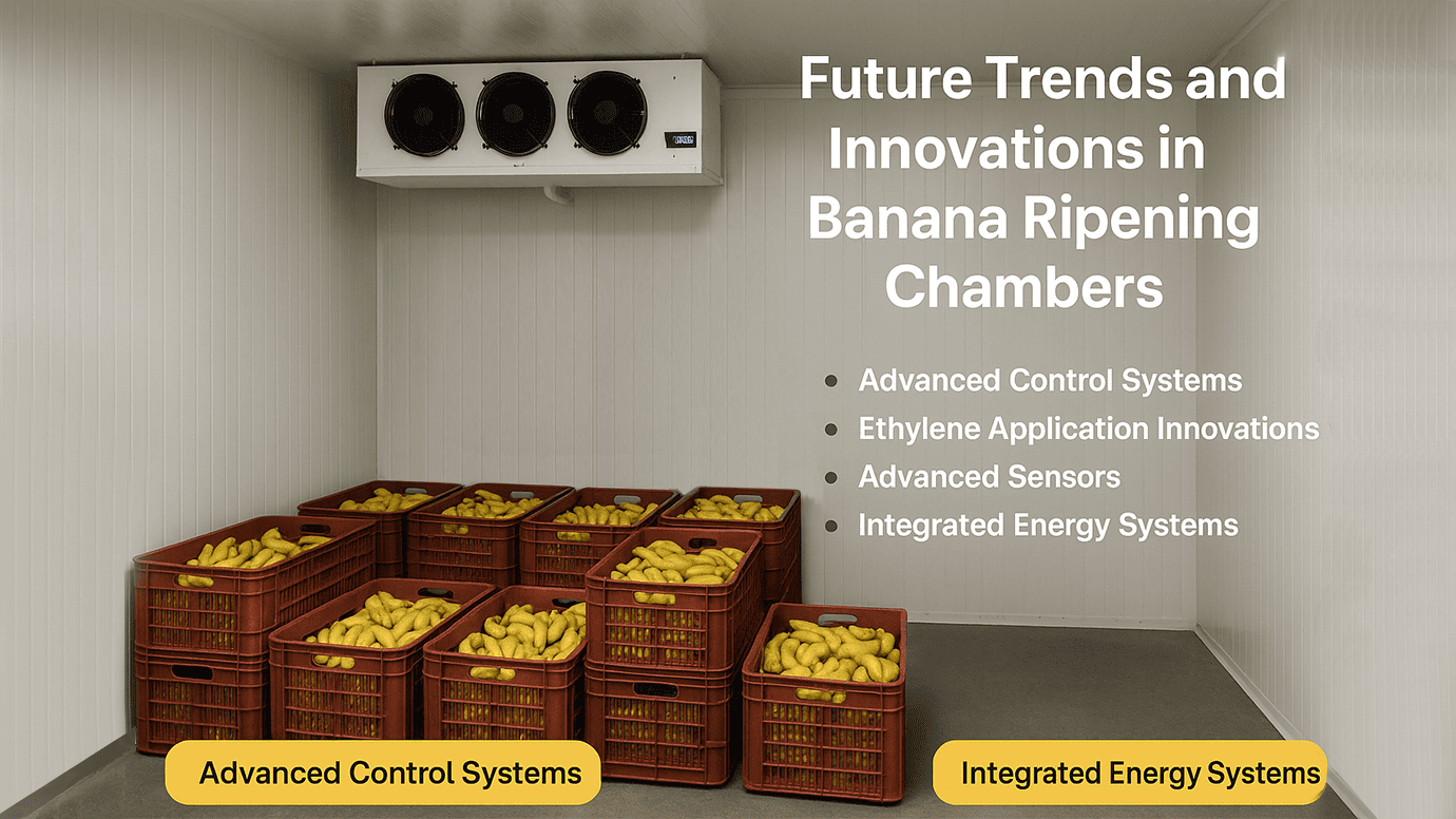 Future Trends and Innovations in Banana Ripening Chambers Future Trends and Innovations in Banana Ripening Chambers