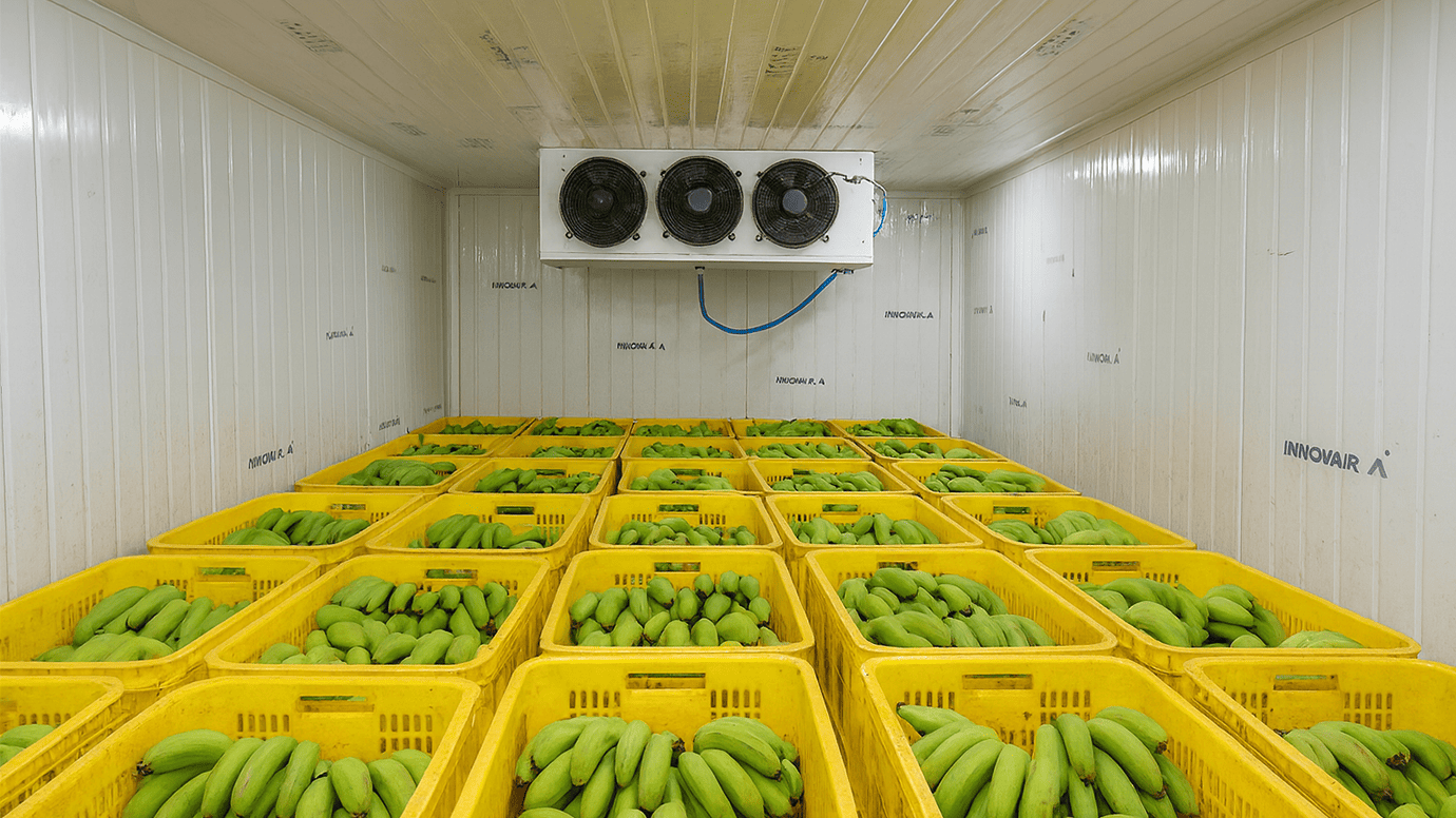 PUF Panel Banana Ripening Chambers PUF Panel Banana Ripening Chambers