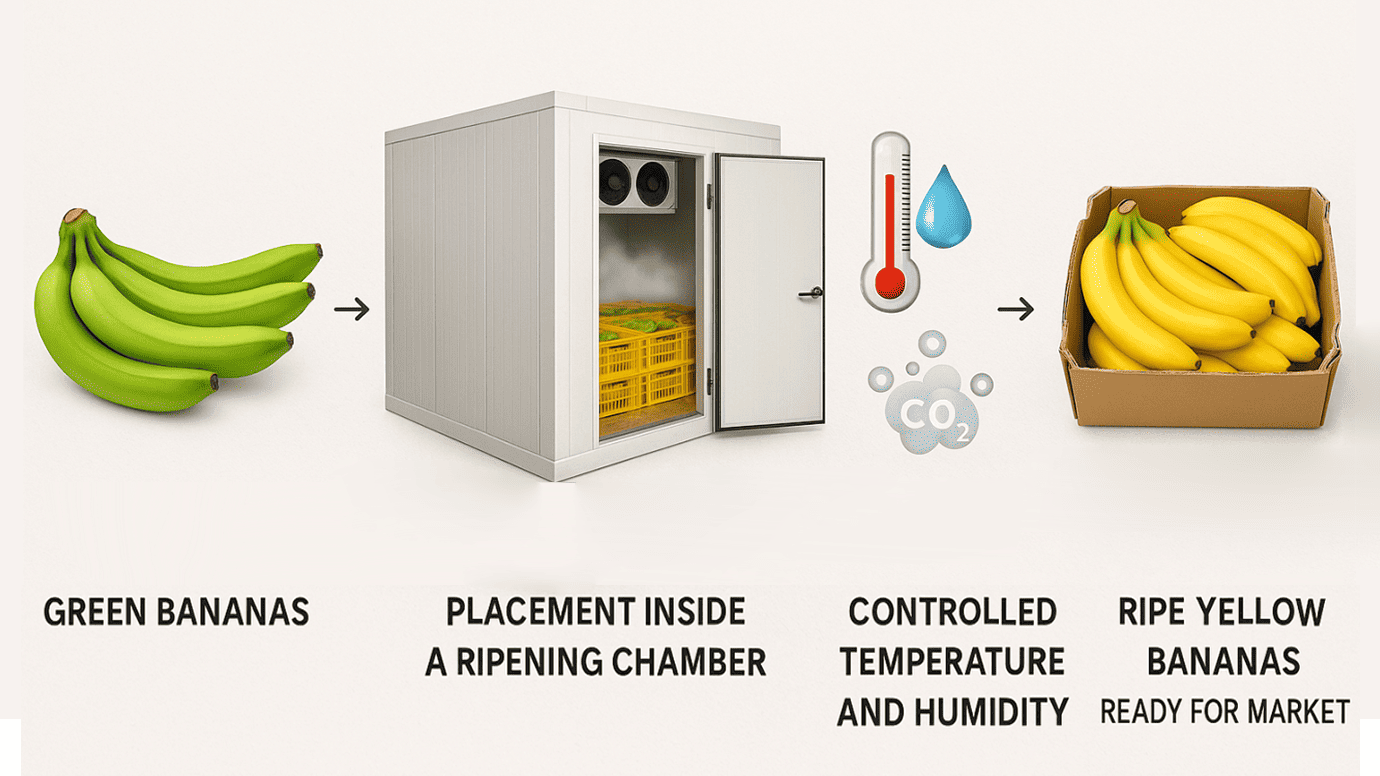 What Are Banana Ripening Chambers What Are Banana Ripening Chambers